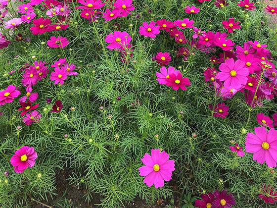 金昌批发假花/绿植,鲜花预订,包装专业